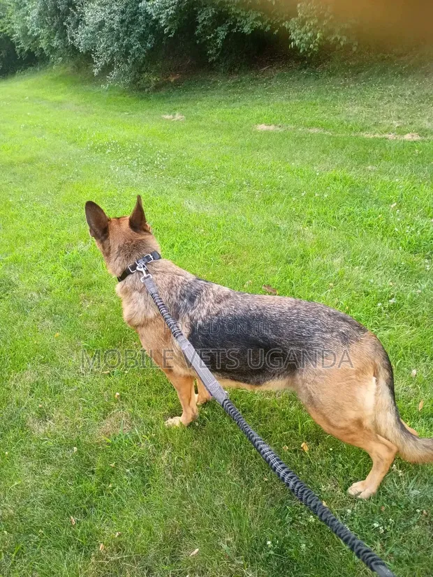 3-6 Month Male Purebred German Shepherd - 1