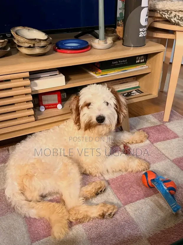 Purebred Female Maltese Puppy, 3-6 Months - 1