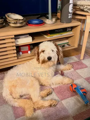 Purebred Female Maltese Puppy, 3-6 Months