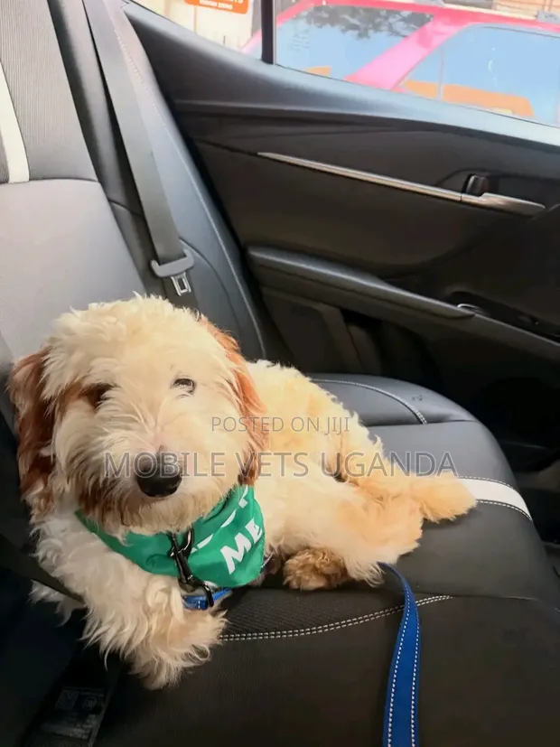 3-6 Month Male Purebred Maltese Puppy - 1