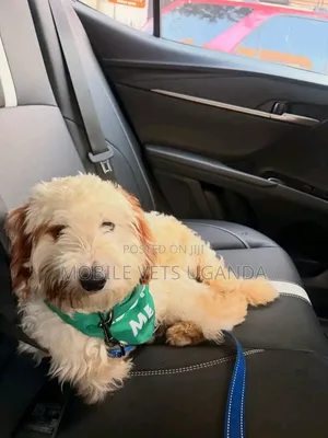 3-6 Month Male Purebred Maltese Puppy