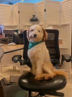 Female Purebred Maltese Puppy, 1-3 Months