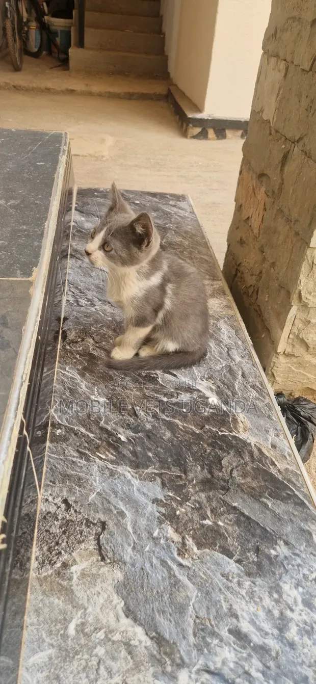 Male Exotic Kitten, 1-3 Months Old - 1