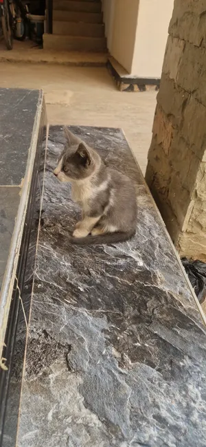 Female Purebred Bombay Kitten (0-1 Month)