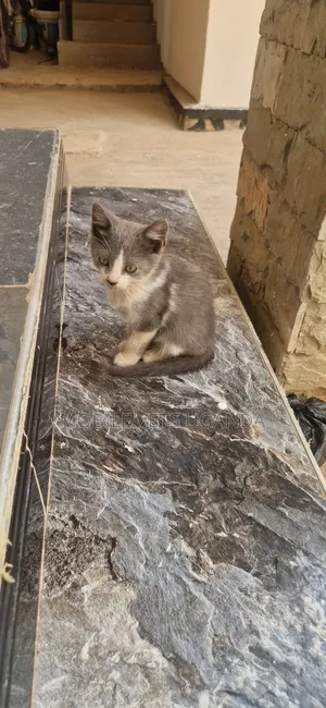 Female Purebred American Curl Kitten (1-3 Months)