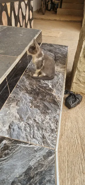 1-3 Month Male Purebred American Shorthair Kitten