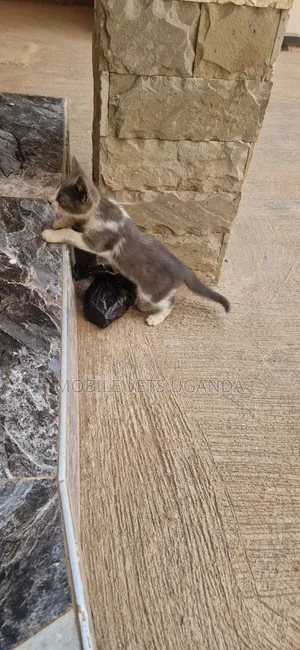 Male Exotic Kitten - 1-3 Months Old