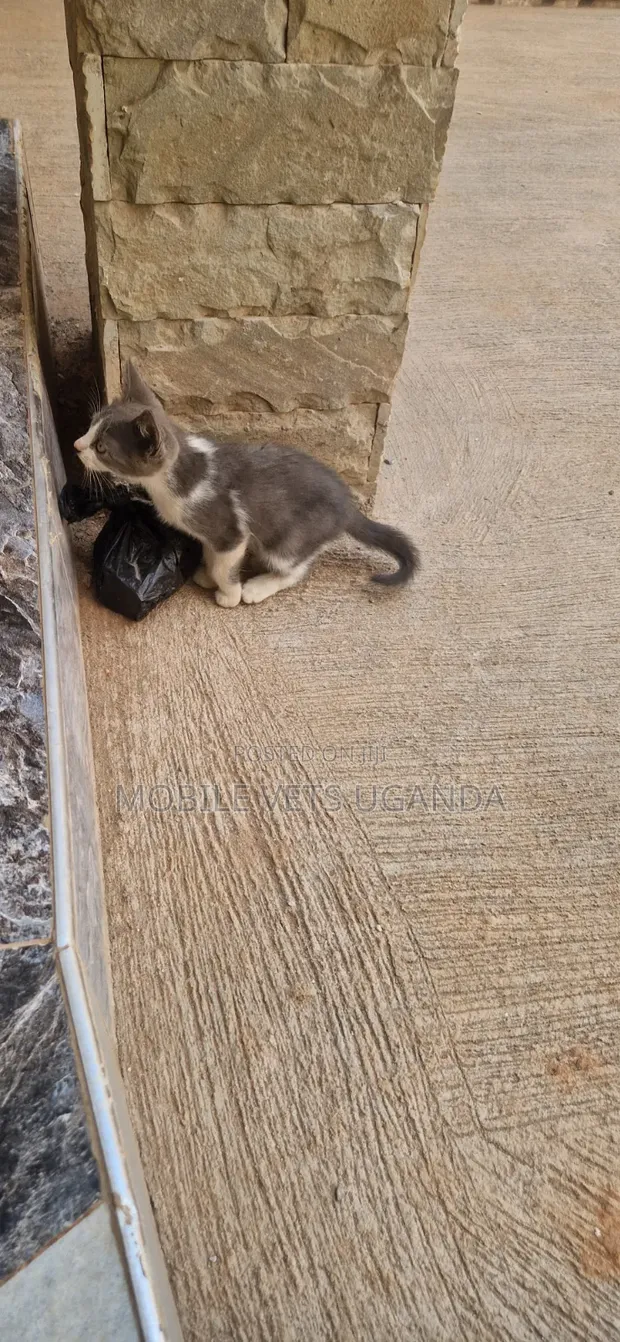 1-3 Month Male Purebred American Bobtail Kitten - 1