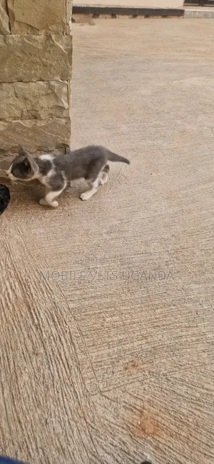 1-3 Months Female Purebred American Bobtail Kitten