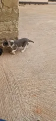 1-3 Months Female Purebred American Bobtail Kitten - 1