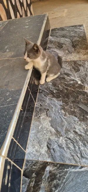 Female Purebred LaPerm Kitten (3-6 Months)