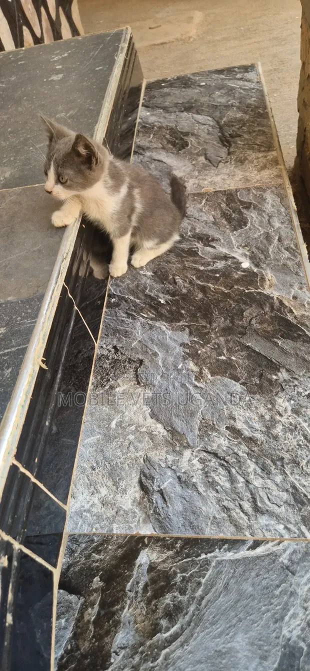 Purebred Abyssinian Kitten - 1-3 Months - 1