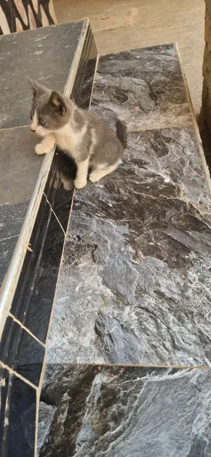 Purebred Abyssinian Kitten - 1-3 Months
