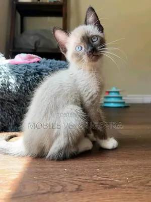 Female Purebred Ragdoll Kitten (1-3 Months)