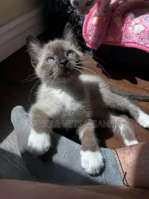 1-3 Month Male Purebred Ragdoll Kitten
