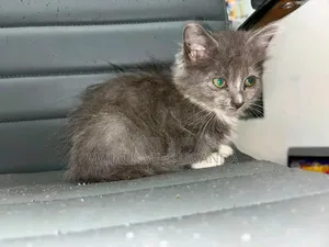 Female Purebred Bombay Kitten, 1-3 Months