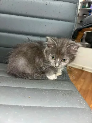 Female Purebred Sphynx Kitten (1-3 Months)