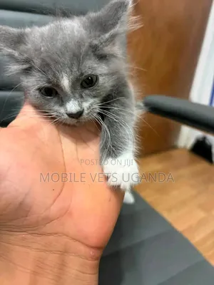 Female Purebred American Bobtail Kitten (1-3 Months)