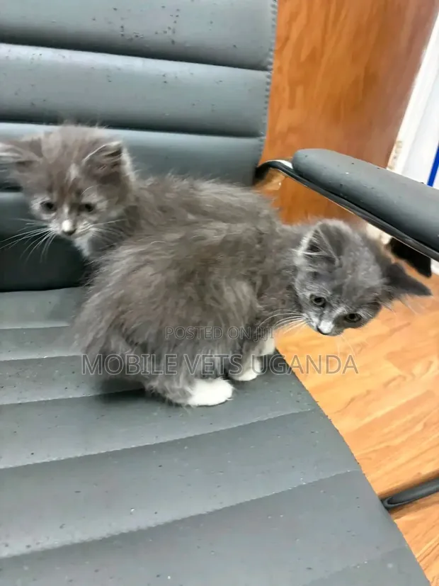Female Purebred LaPerm Kitten (3-6 Months) - 1