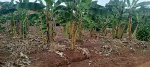 Land for Sale - Ssuka, Kayunga