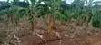 Land for Sale - Ssuka, Kayunga - 1