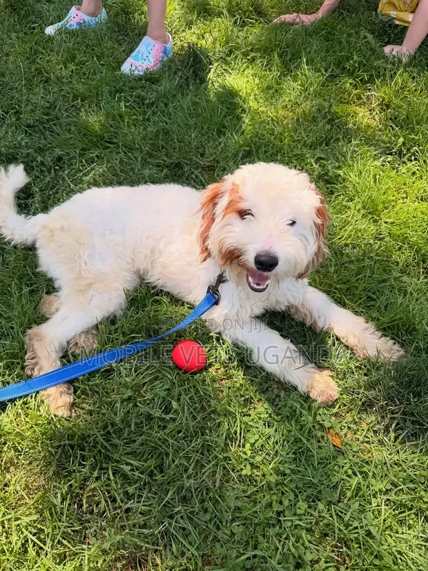 Purebred Maltese Puppy - 1-3 Months Old - 1