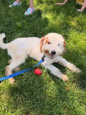 Purebred Maltese Puppy - 1-3 Months Old