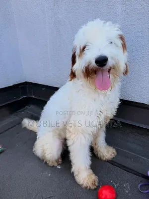 Purebred Female Maltese Puppy (3-6 Months)