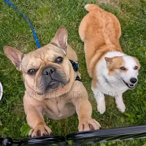 Female Purebred French Bulldog Puppy (1-3 Months)