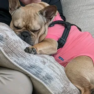 6-12 Month Male Purebred French Bulldog