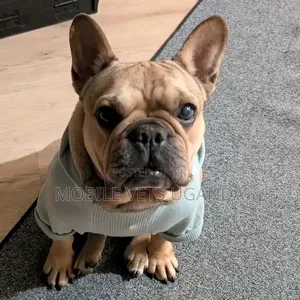 Purebred Female French Bulldog (3-6 Months)