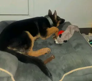 Female Purebred German Shepherd Puppy (3-6 Months)