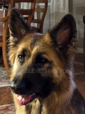 6-12 Months Male Purebred German Shepherd