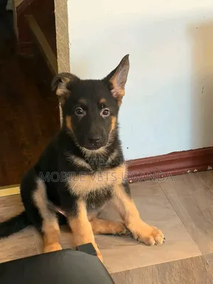 Female Purebred German Shepherd Puppy (1-3 Months)