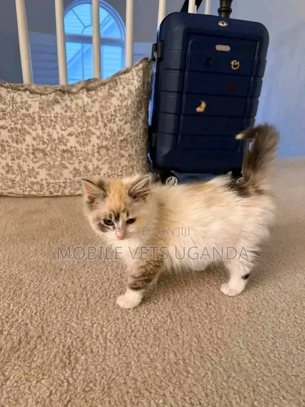 1-3 Month Male Purebred American Bobtail Kitten - 1