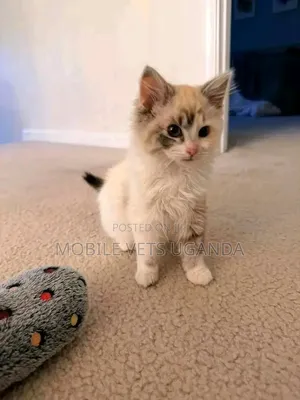 Female Purebred Balinese Kitten (1-3 Months)