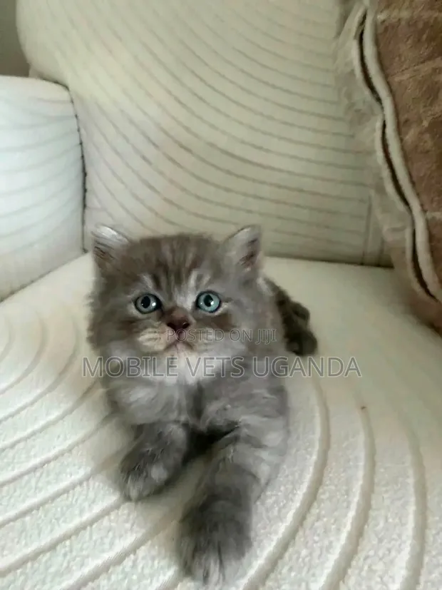 Purebred Bombay Kitten - 1-3 Months Old - 1