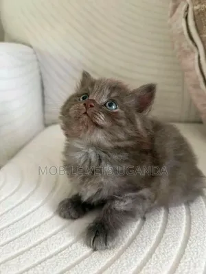 Female Purebred Bombay Kitten (0-1 Month)