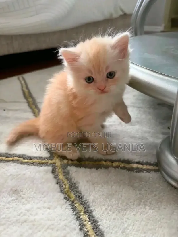 Female Purebred Tonkinese Kitten (1-3 Months) - 1