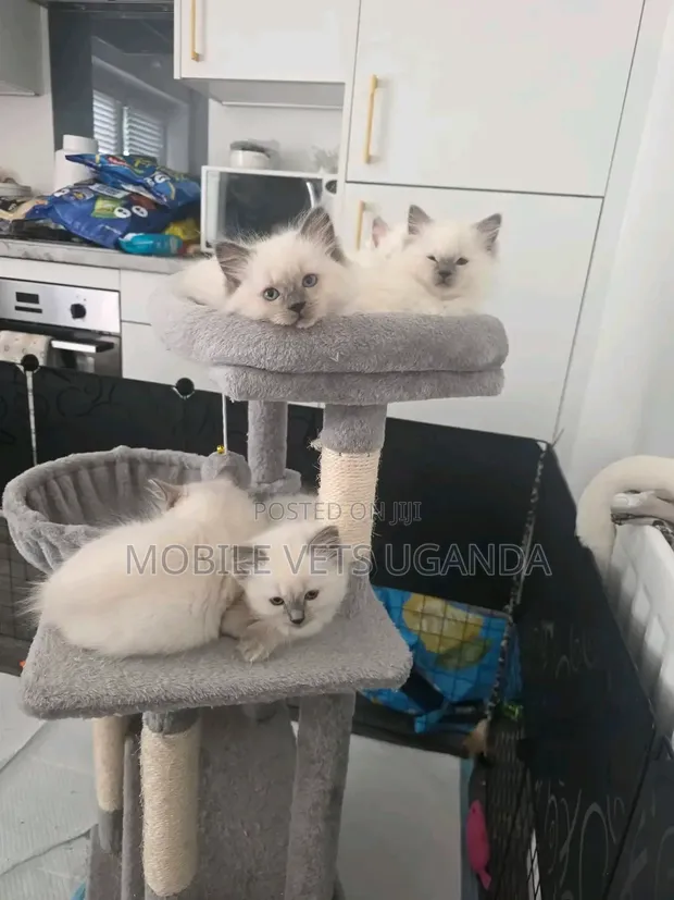 Purebred Siamese Kitten - 1-3 Months Old - 1
