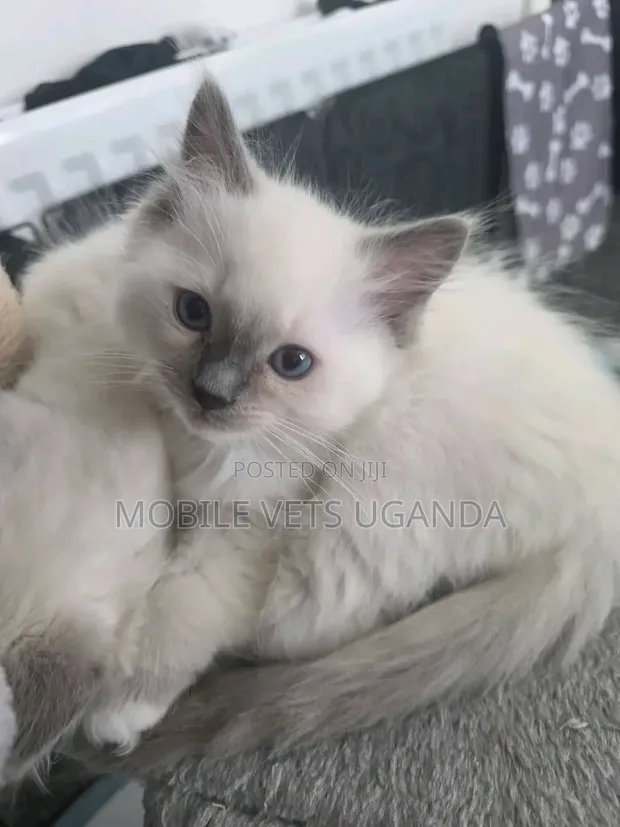 Purebred Russian Blue Kitten - 1-3 Months Old - 1