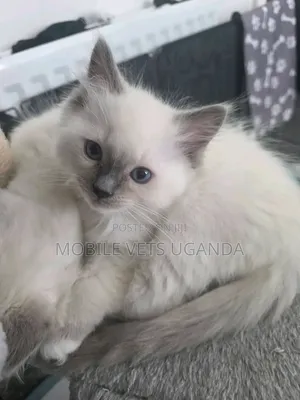 Purebred Russian Blue Kitten - 1-3 Months Old