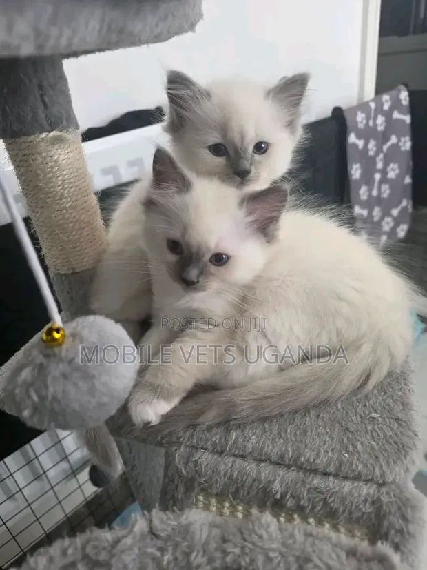 Female Purebred Tabby Kitten (1-3 Months) - 1