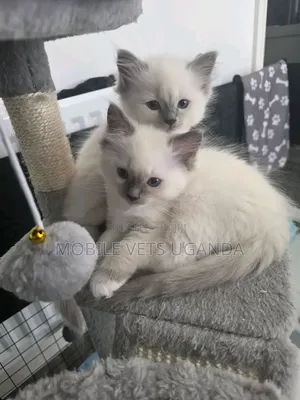 Female Purebred Tabby Kitten (1-3 Months)