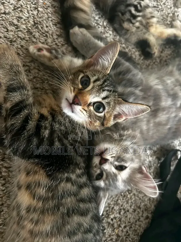0-1 Month Male Purebred American Bobtail Kitten - 1