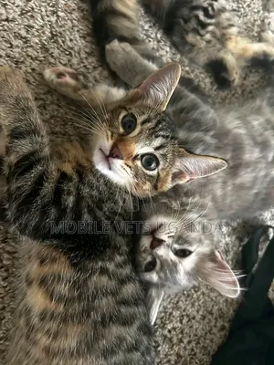 0-1 Month Male Purebred American Bobtail Kitten
