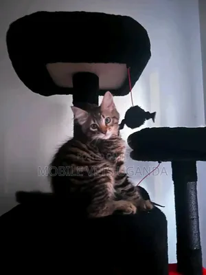 Purebred Maine Coon Kitten - 1-3 Months Old, Male