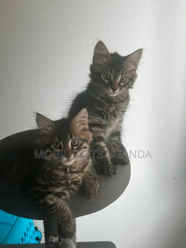 0-1 Month Male Purebred Balinese Kitten - 1