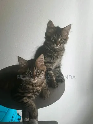 0-1 Month Male Purebred Balinese Kitten