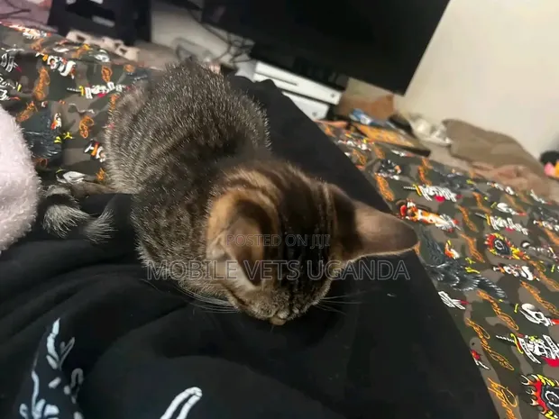 1-3 Month Male Purebred Himalayan Kitten - 1